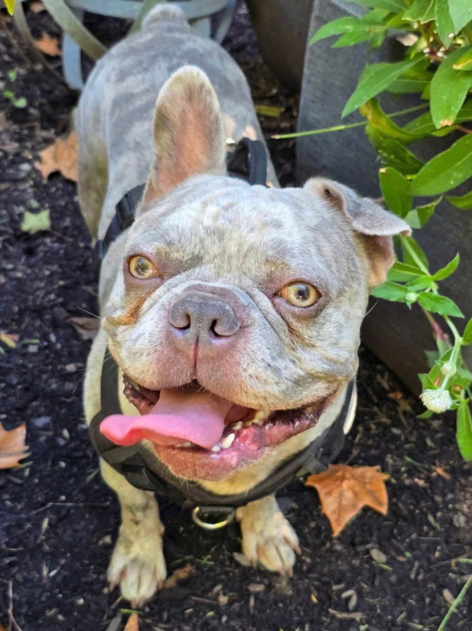 Thanos - French Bulldog