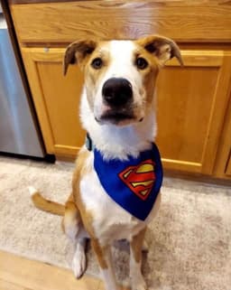 Krypto image 1