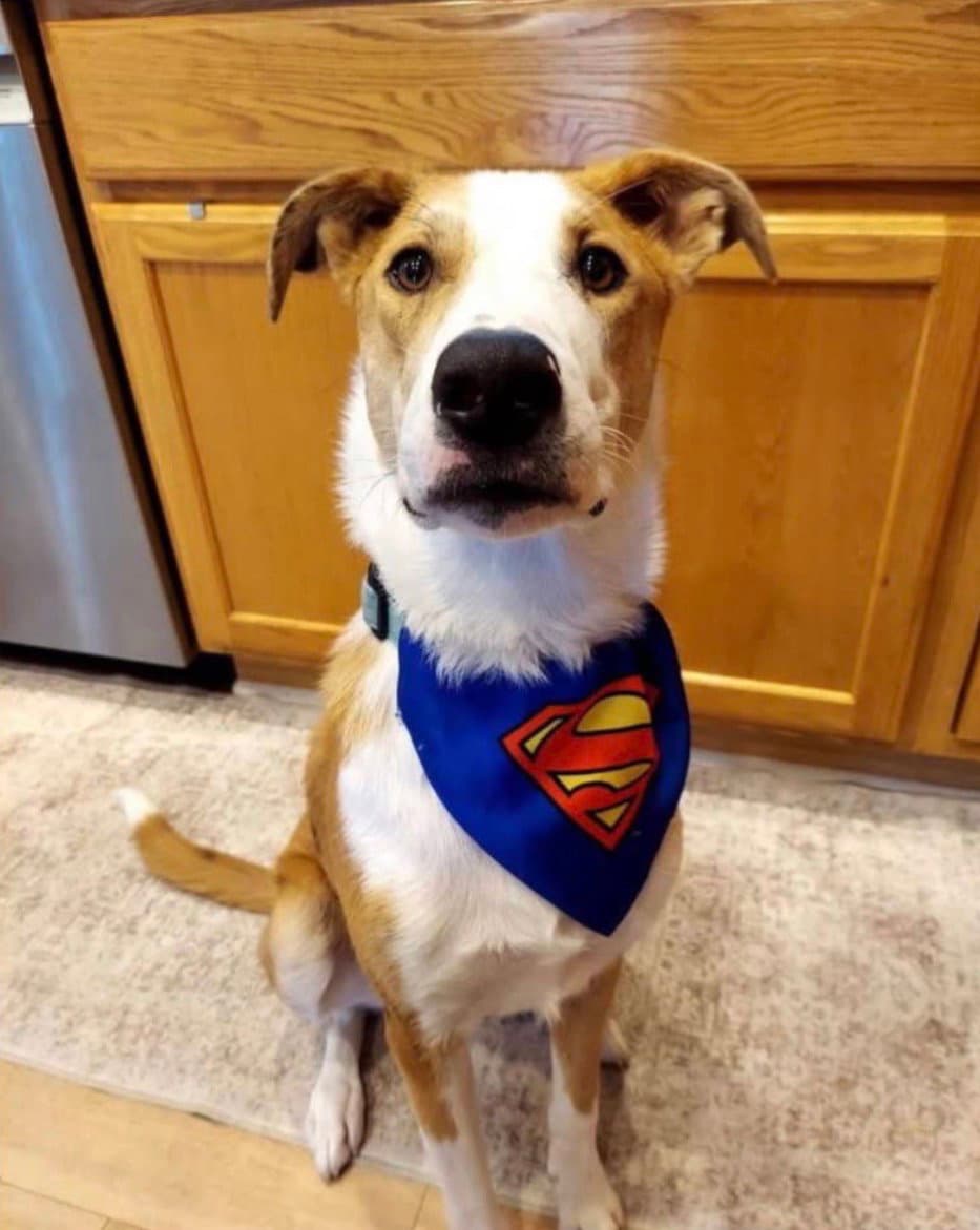 Krypto - Australian Shepherd