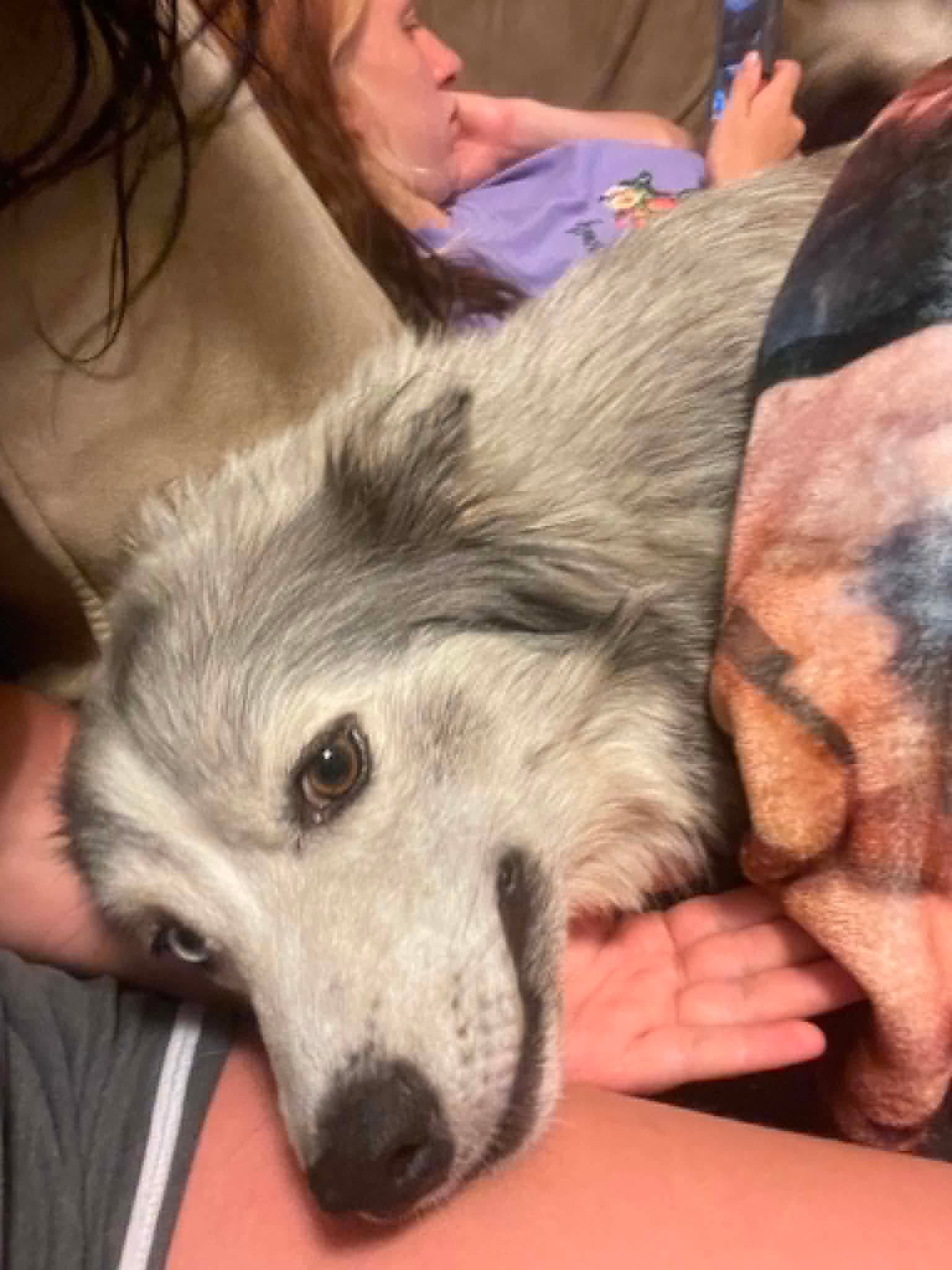 June - Husky