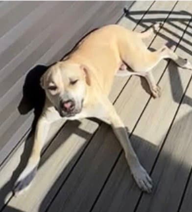 Gruner - American Pit Bull Terrier