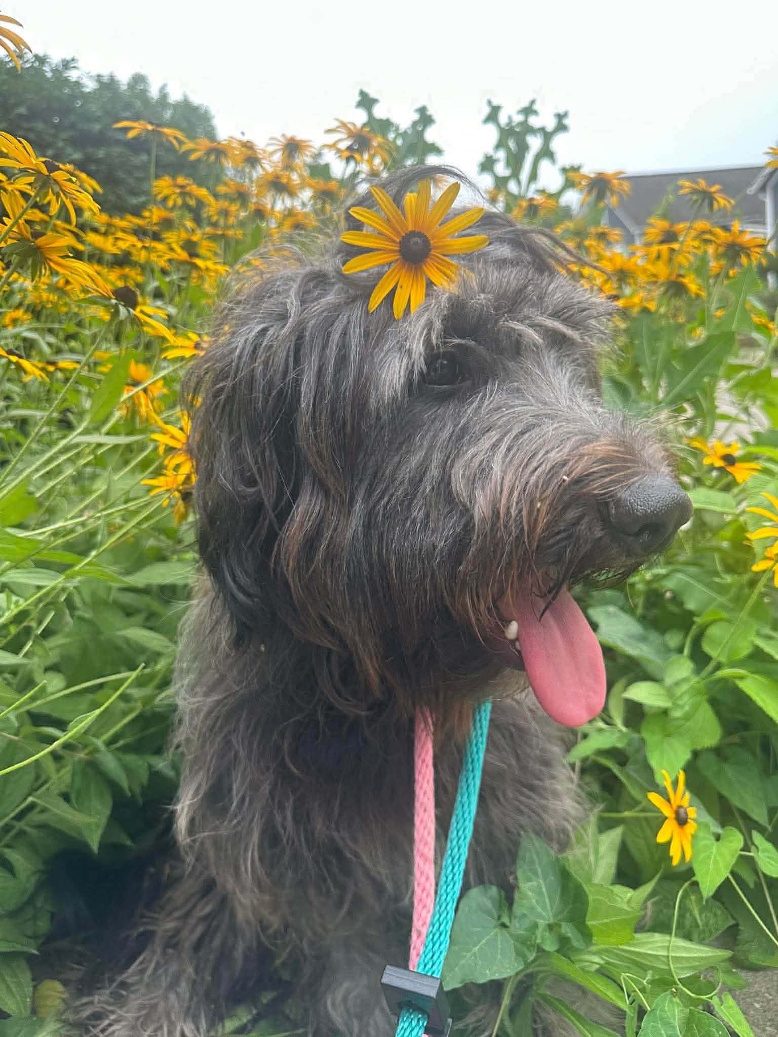Isadora - Poodle (unknown type)
