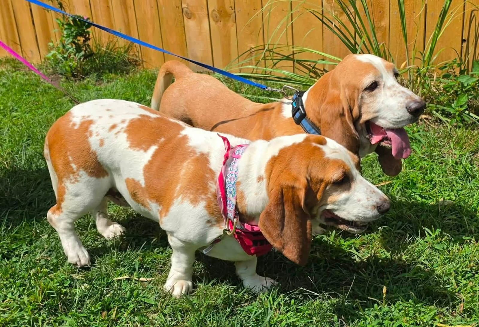 Emma  Murphy - Basset Hound