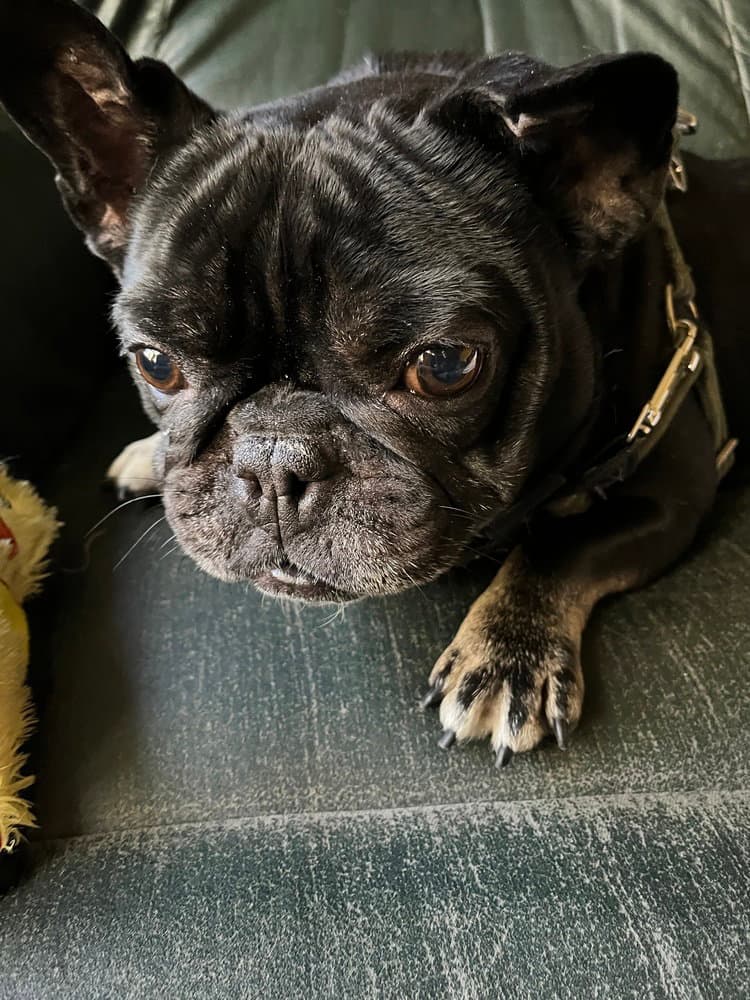 Weezer - French Bulldog