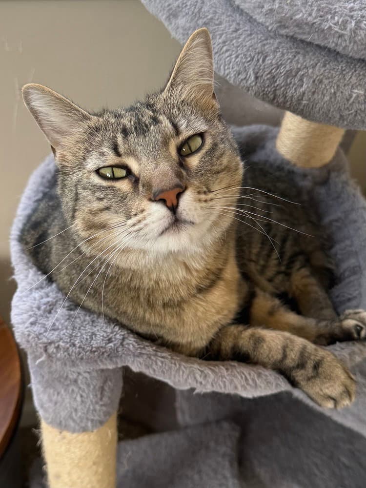 Valley - Domestic Short Hair