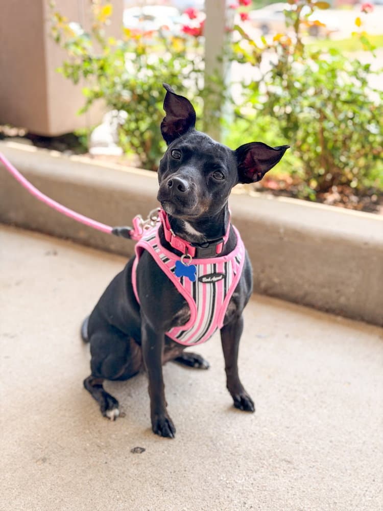 Savvy - Manchester Terrier