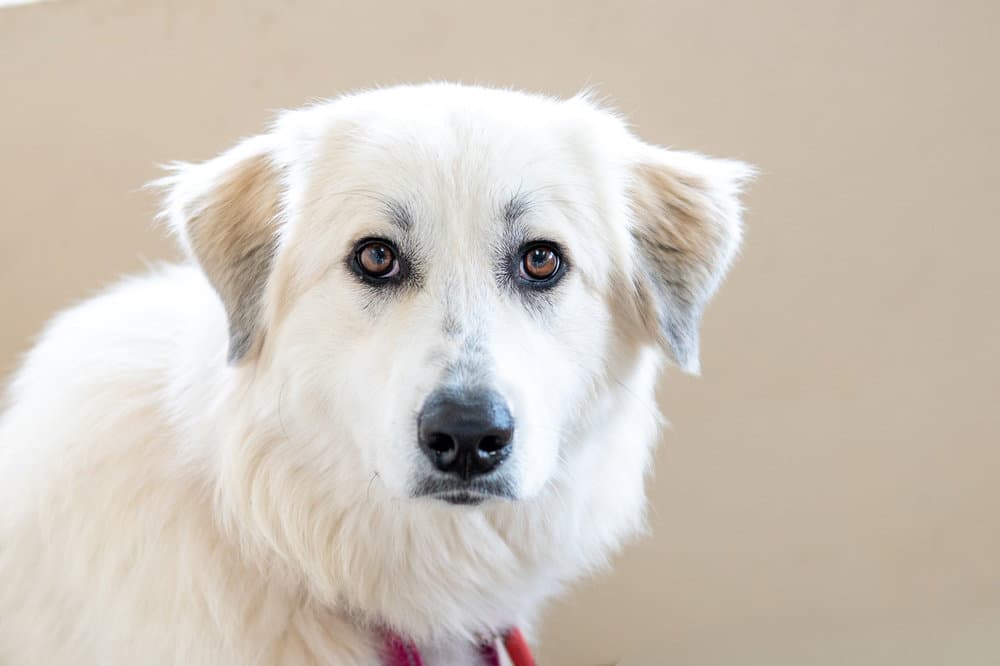 Ava - Great Pyrenees