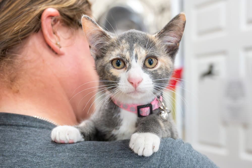Nova - Calico