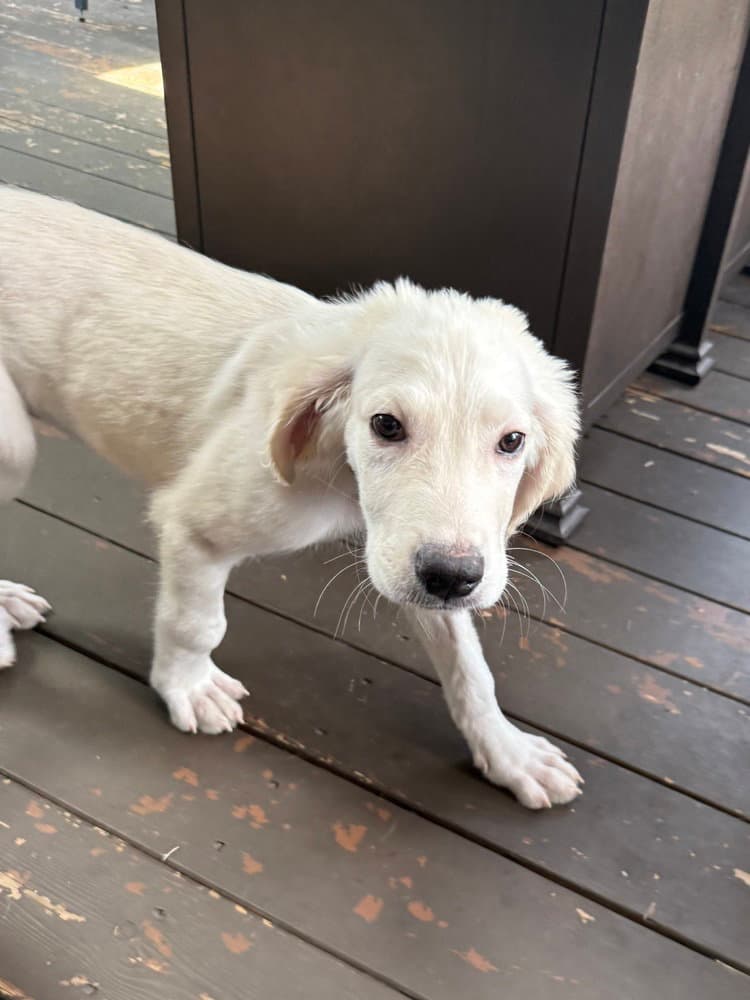 Culver - Great Pyrenees