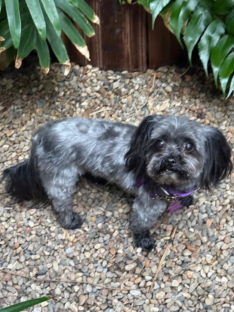 Tiffany - Shih Tzu