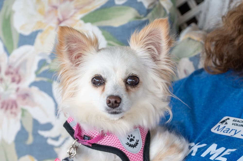 Mishka - Chihuahua