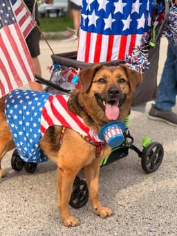 Pupsicle image 1