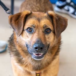 Pupsicle image 3