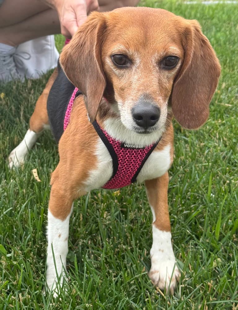 Mandy - Beagle