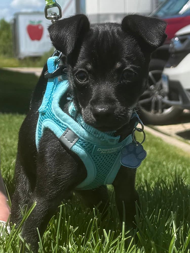 Boots - Chihuahua