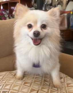 Princess Di image 1