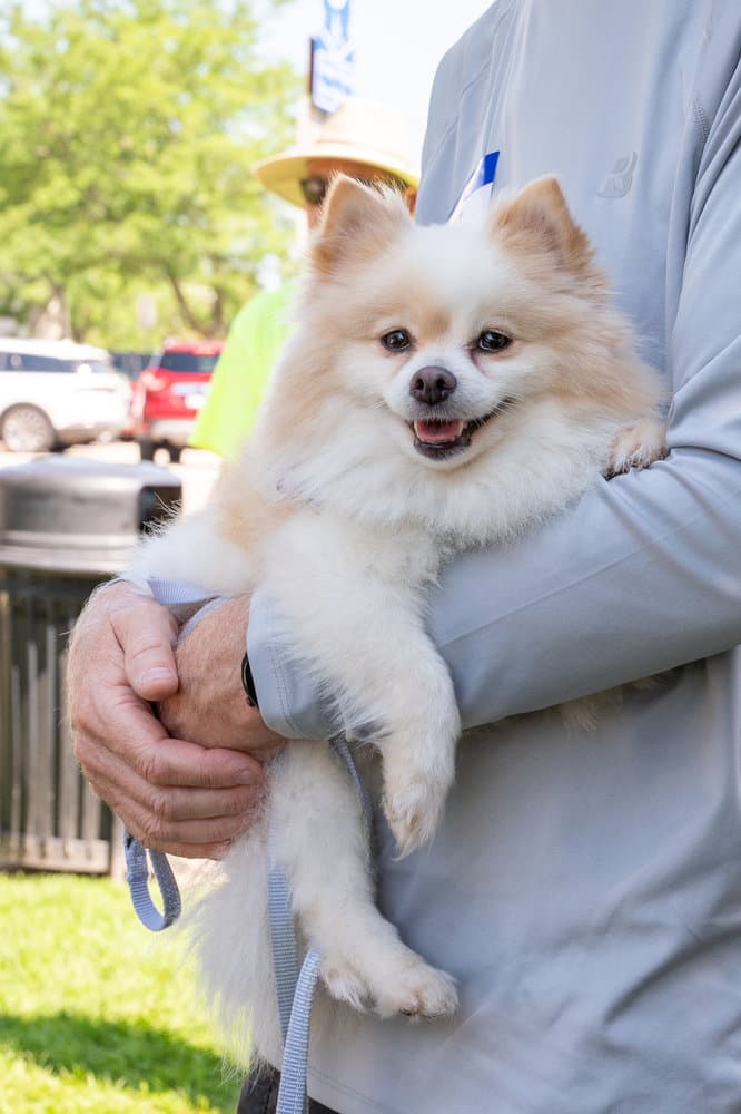 Princess Di - Pomeranian