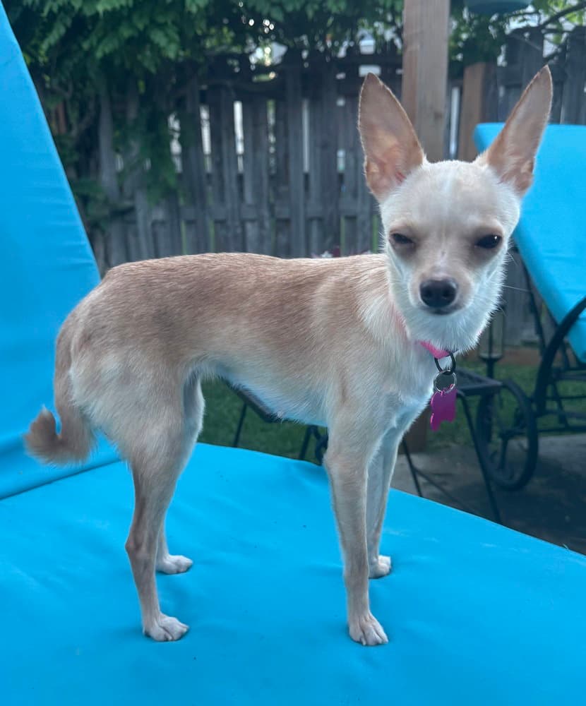 Flossy - Chihuahua