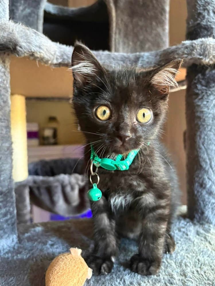 Vanta - American Shorthair