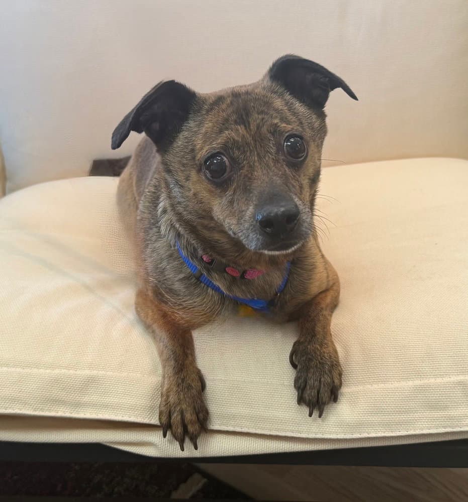 Mitzi - Chihuahua