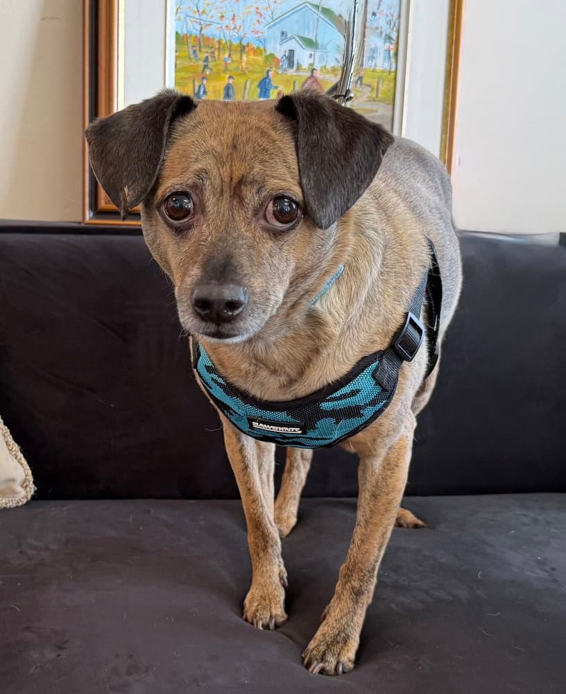 Tiger - Chihuahua