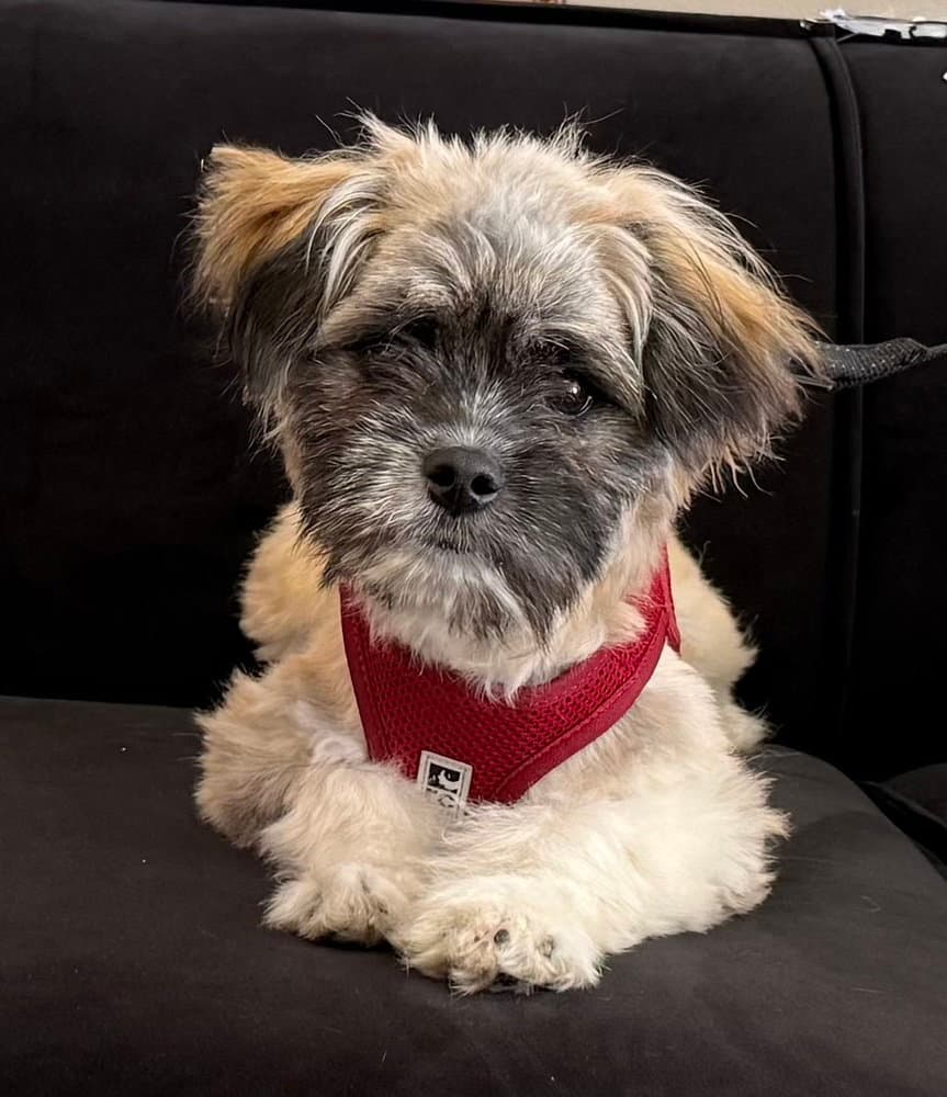 Fozzie Bear - Shih Tzu