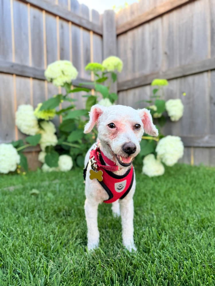 Cocomelon - Poodle (Miniature)