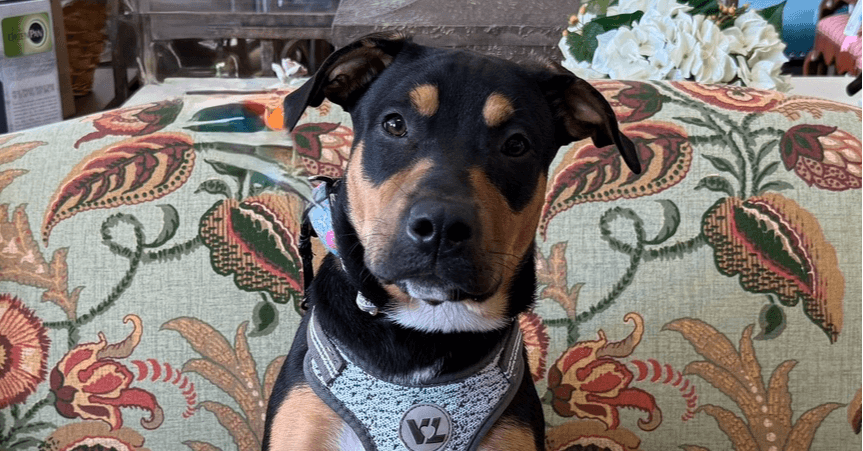Cookie Dough - Rottweiler