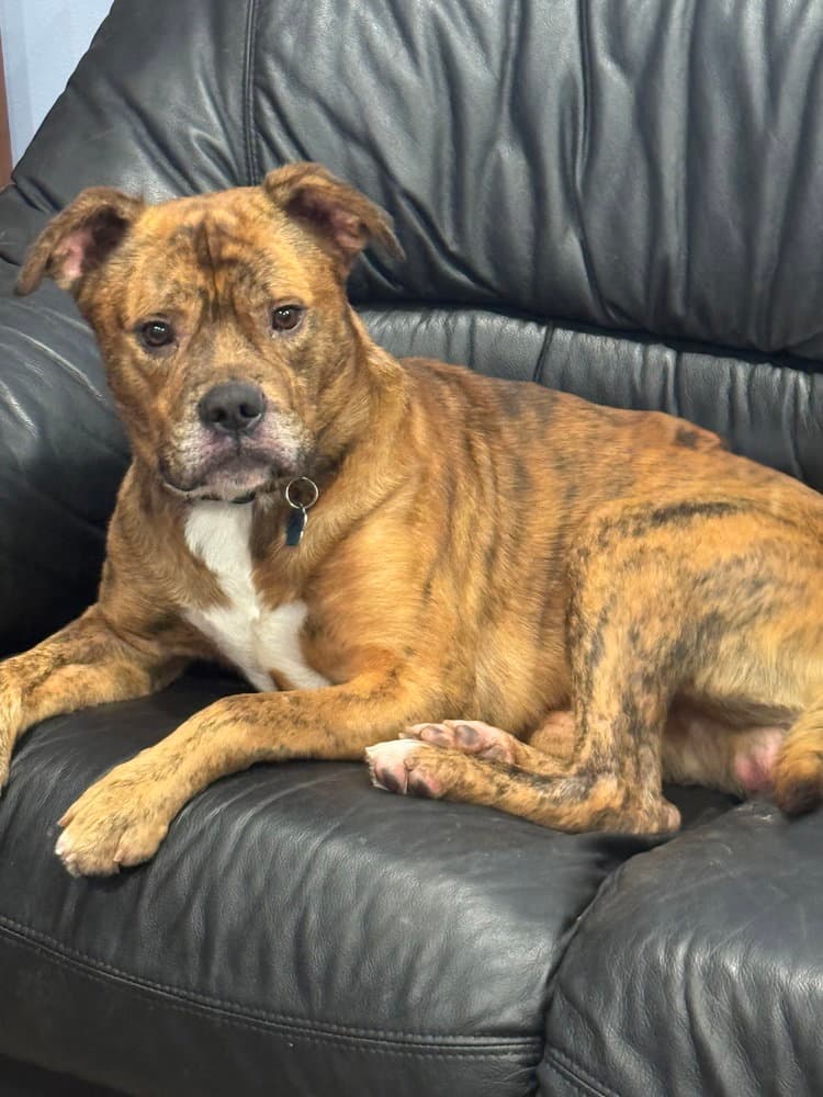 Moe - Boxer