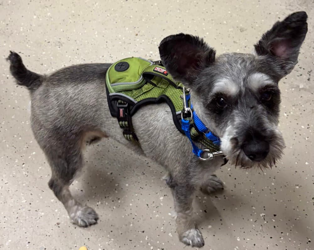 Bubba - Schnauzer