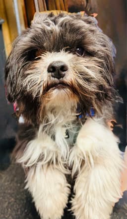 Muppet image 1