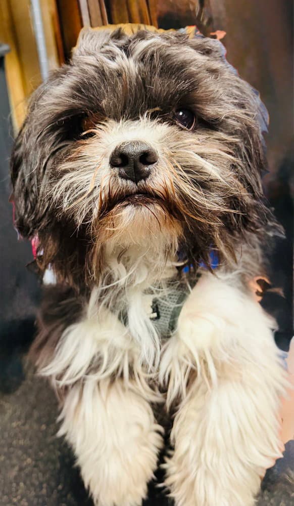 Muppet - Shih Tzu