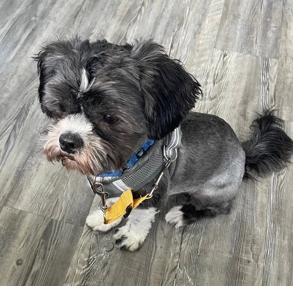 Muppet - Shih Tzu