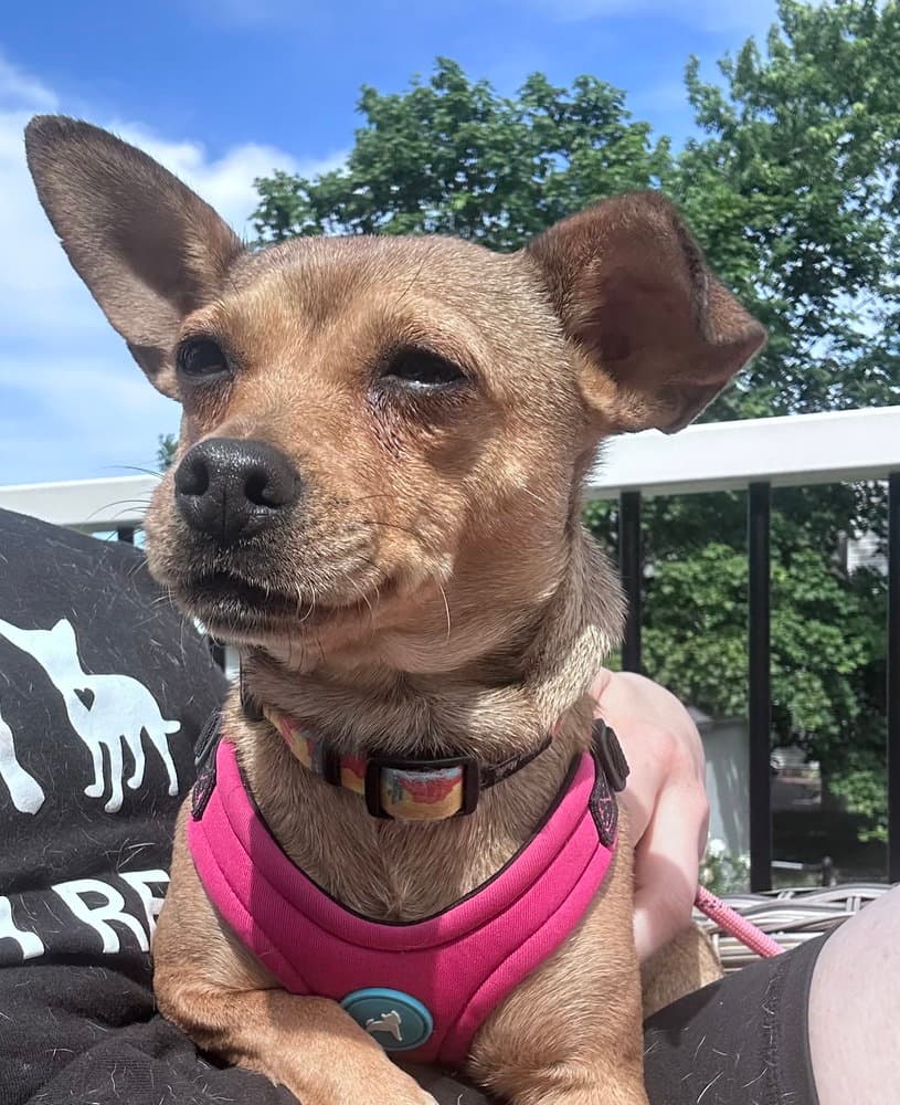 Mary Puppins - Chihuahua