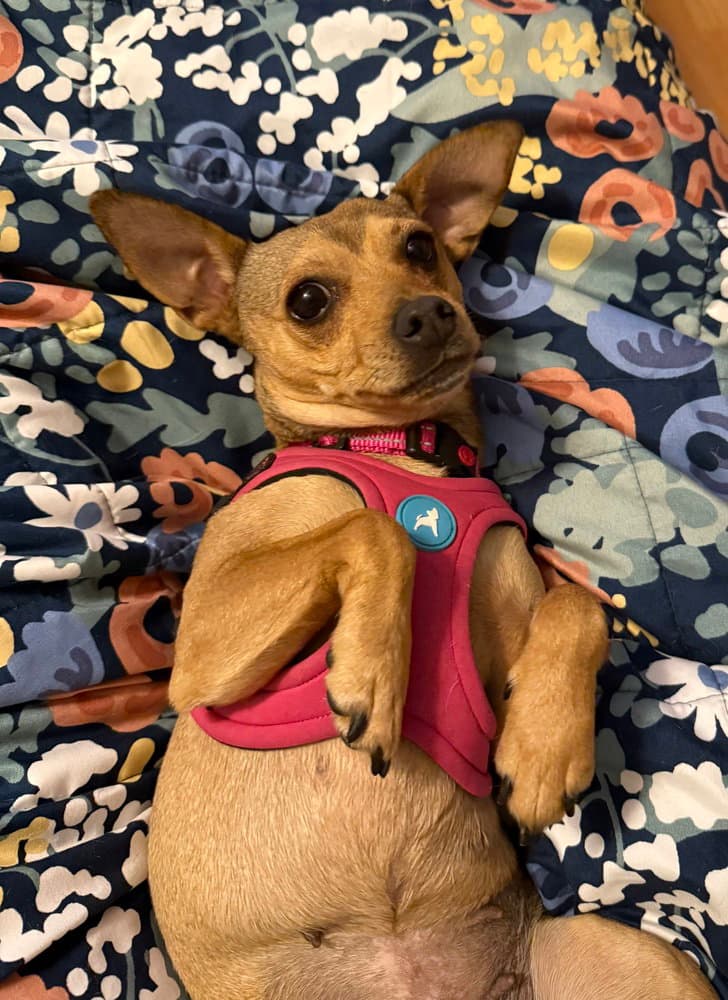 Mary Puppins - Chihuahua