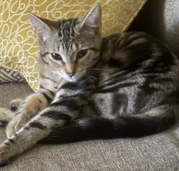 Benji image 1