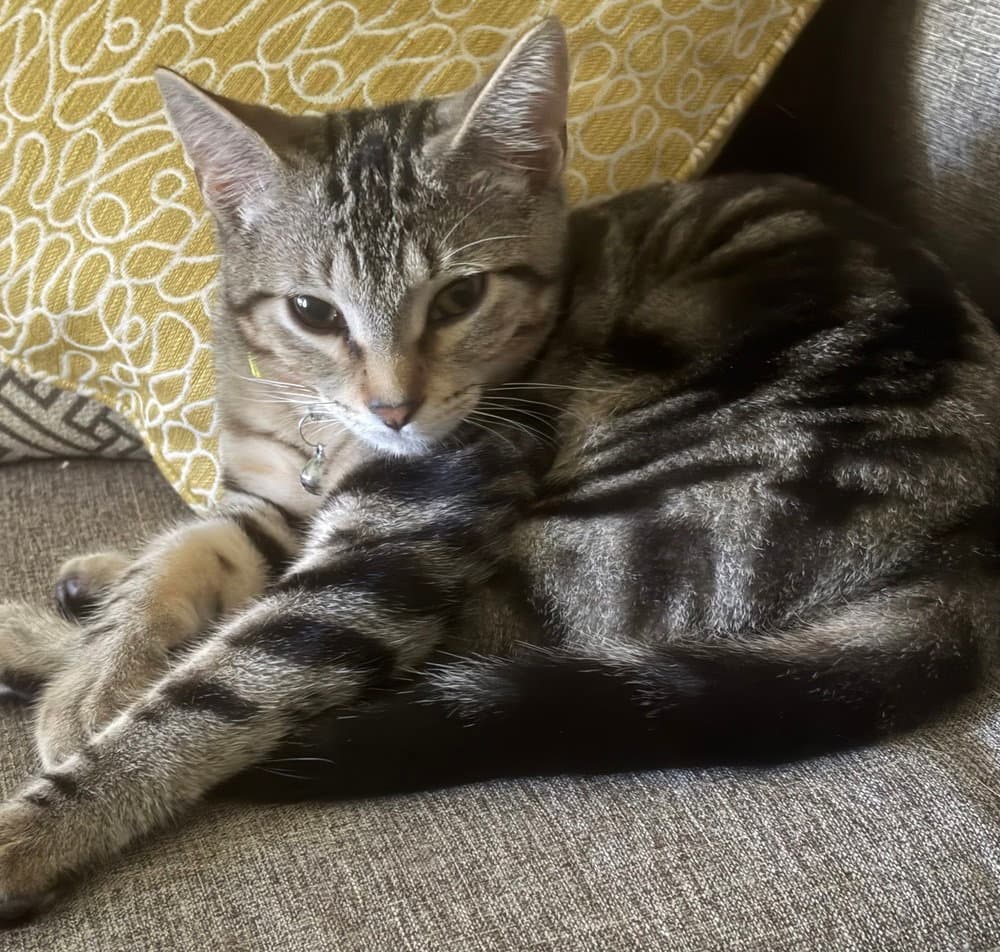 Benji - Domestic Short Hair