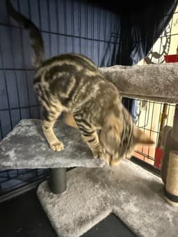 Benji image 2