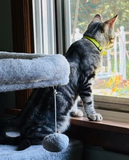 Benji image 3