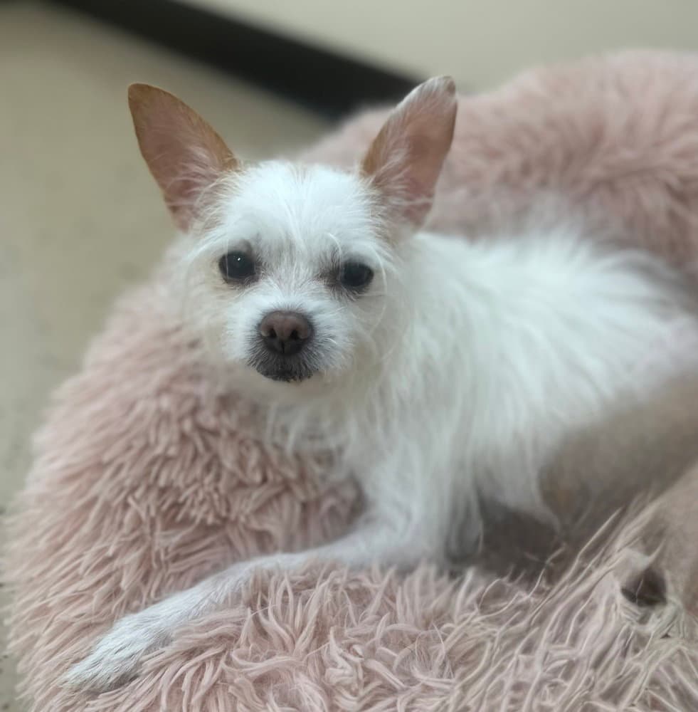 Casey - Terrier