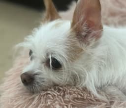 Casey image 3