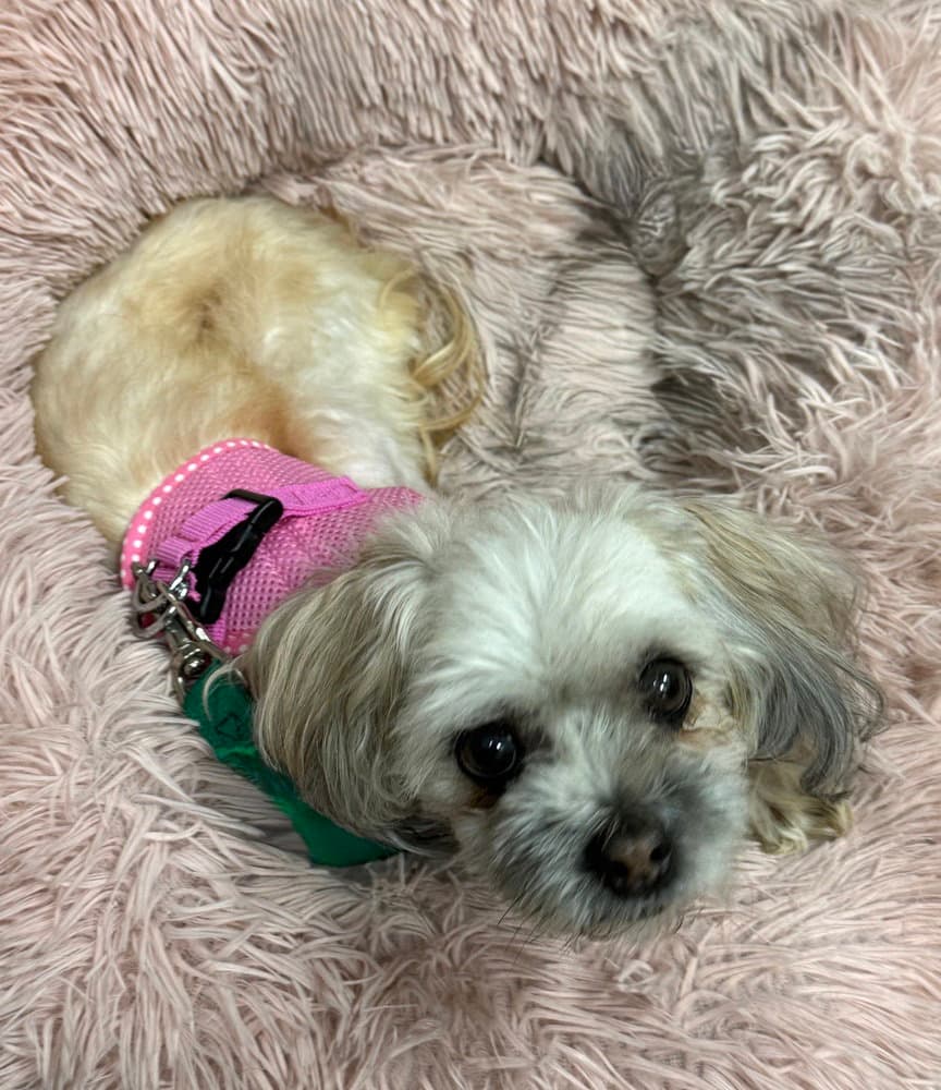 Cece - Maltese