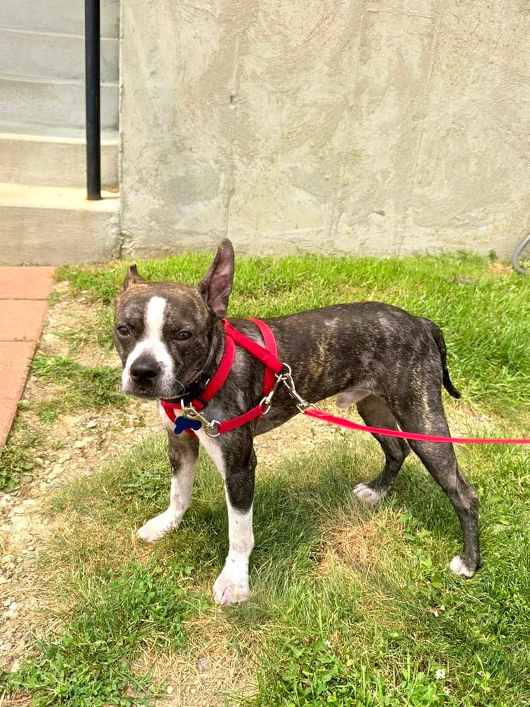 Turnip - Boston Terrier