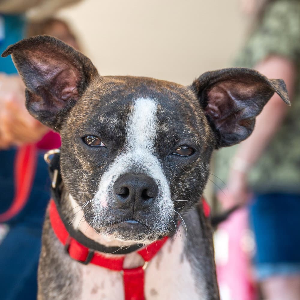Turnip - Boston Terrier