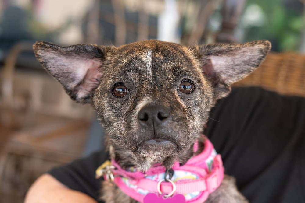 Rhubarb - Boston Terrier