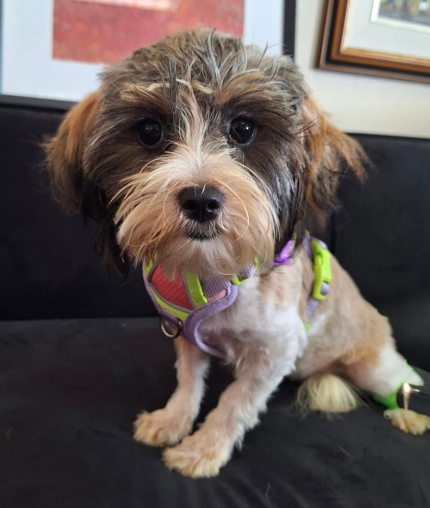Frieda - Yorkshire Terrier Yorkie