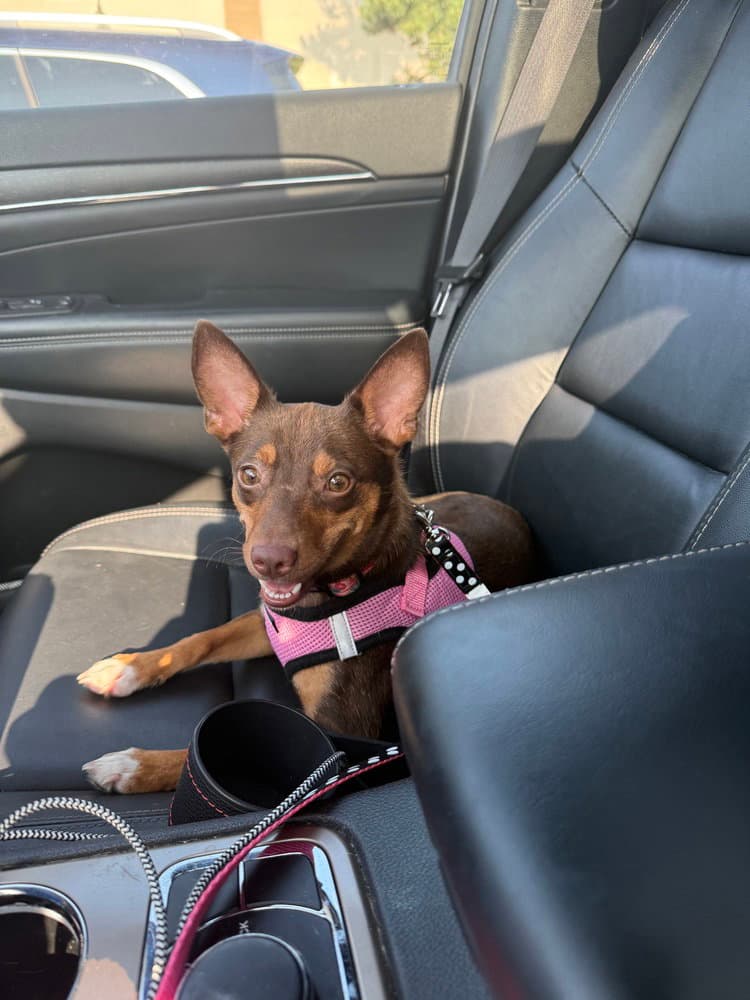 Aberdeen - Chihuahua