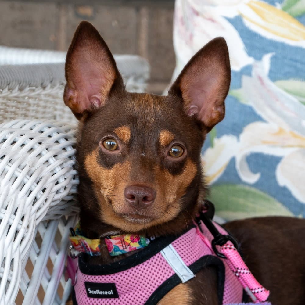 Aberdeen - Chihuahua