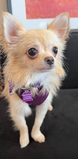 Dolly image 1