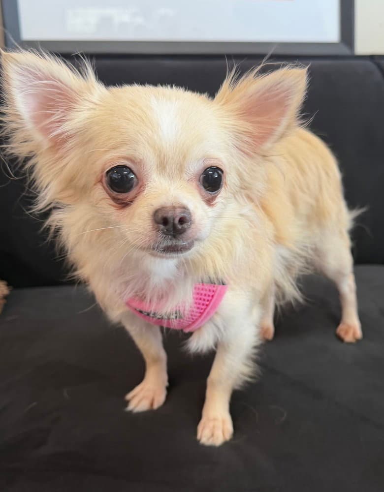 Parton - Chihuahua